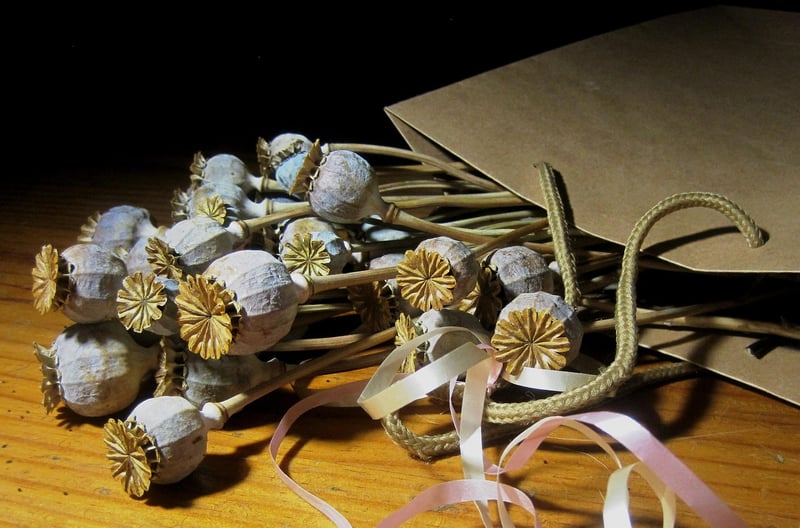 Stellar Seed Packets